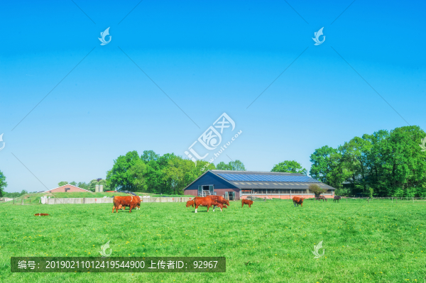 荷蘭農(nóng)場(chǎng)黃牛