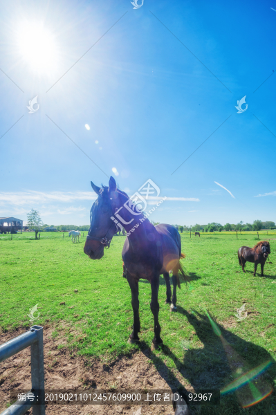 荷蘭賽馬