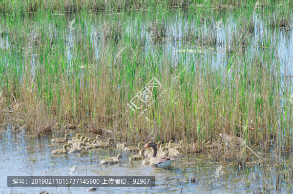 荷蘭濕地公園