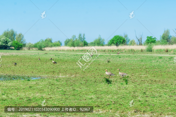 萊利斯塔德野鳥(niǎo)