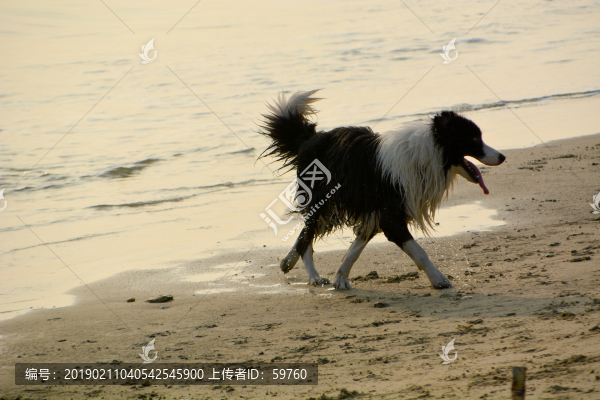 海邊的狗