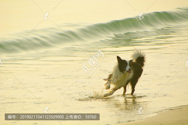 海浪奔跑的狗