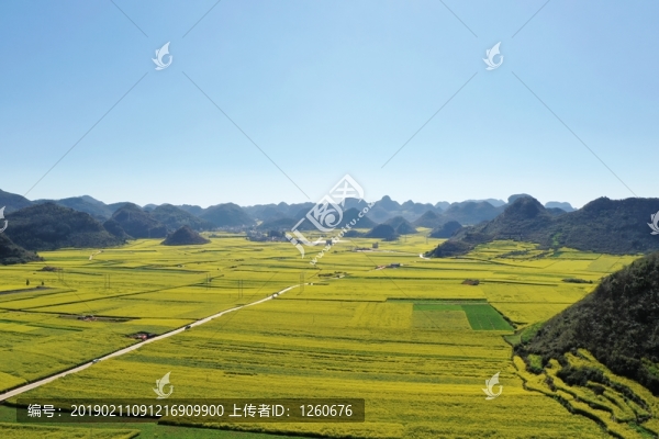 羅平油菜花