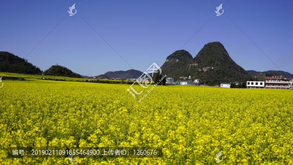 羅平油菜花