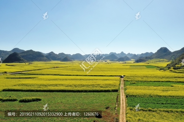 羅平油菜花