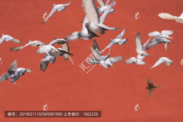 紅墻前飛翔的鴿子