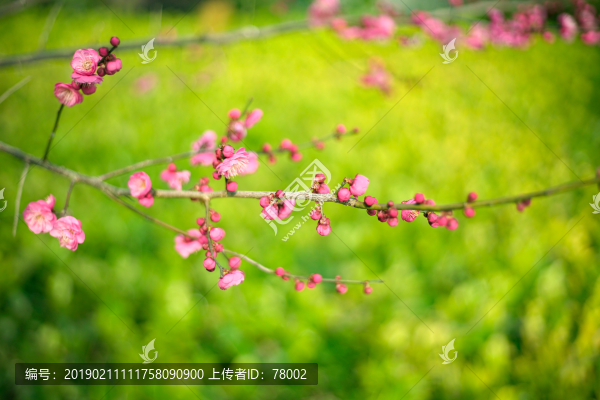 梅花
