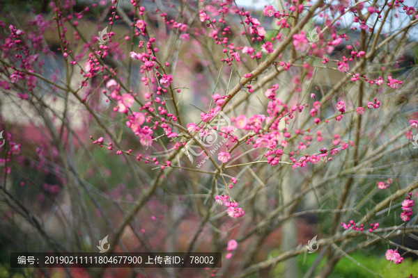 梅花