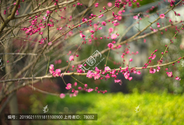梅花