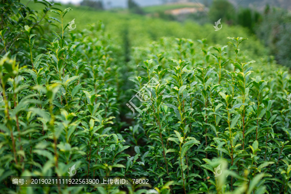 茶園