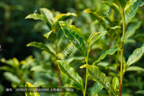 茶園