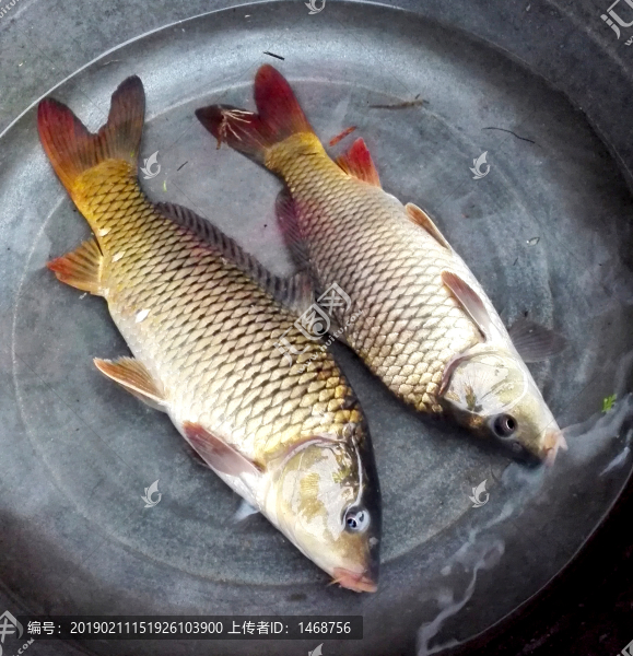 魚(yú)