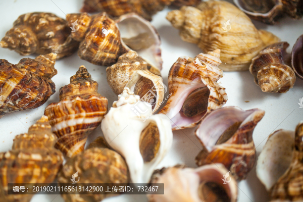 海鮮海螺特寫