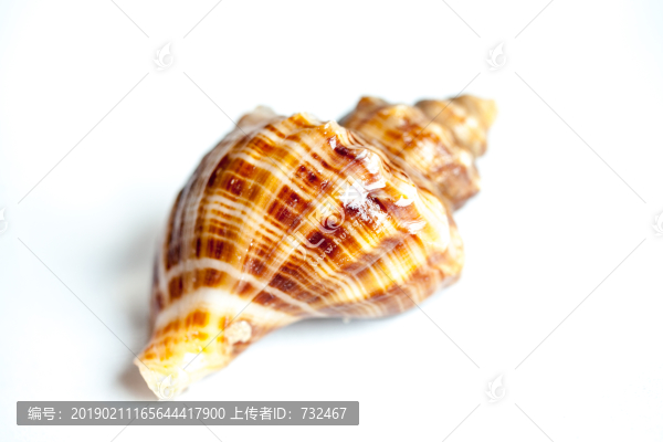 海鮮海螺特寫