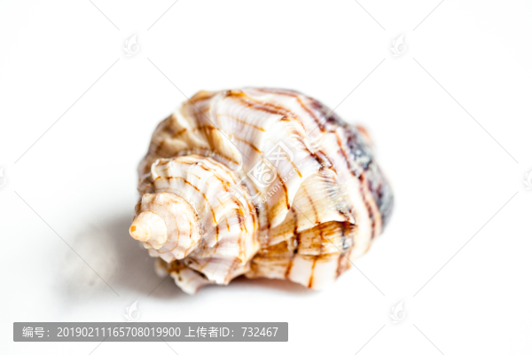 海螺特寫