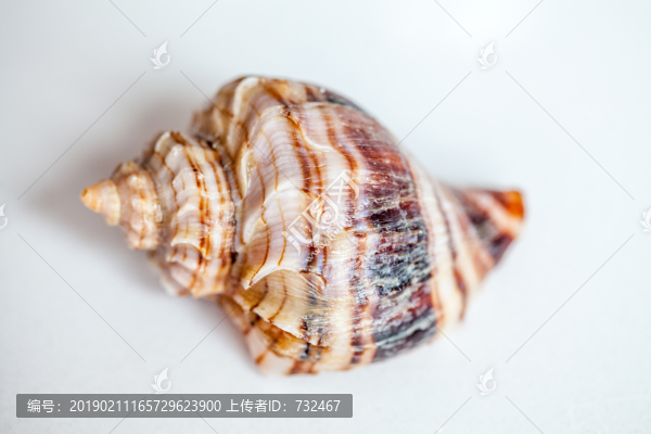 海螺特寫