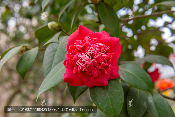 山茶花