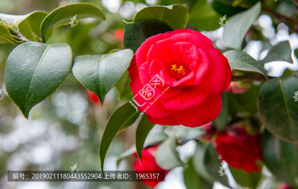 山茶花