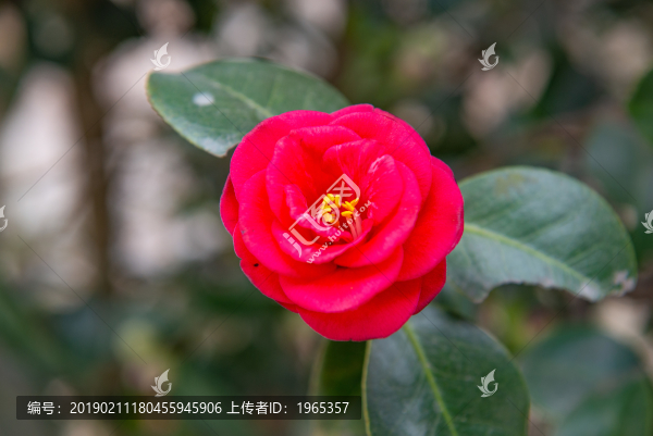 山茶花