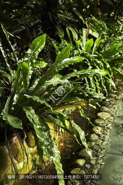 熱帶植物園中茂密的蕨類植被
