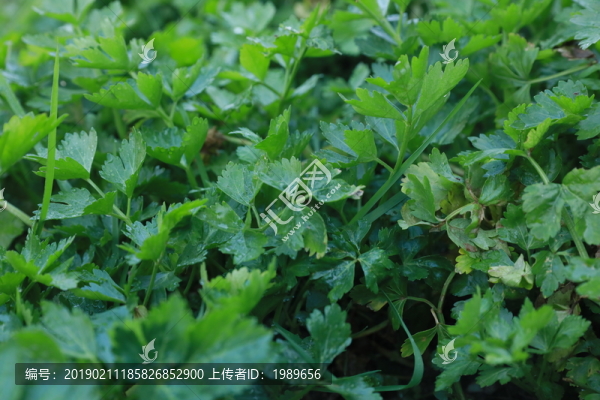 芹菜
