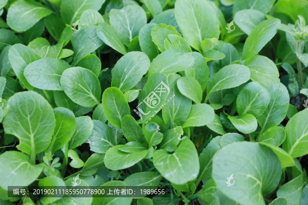 青菜