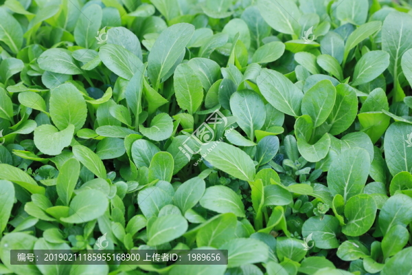 青菜