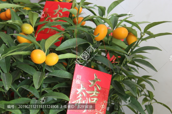 新年金桔大吉大利