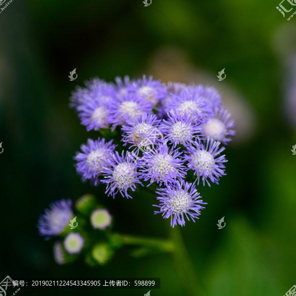 春天藍(lán)色小花