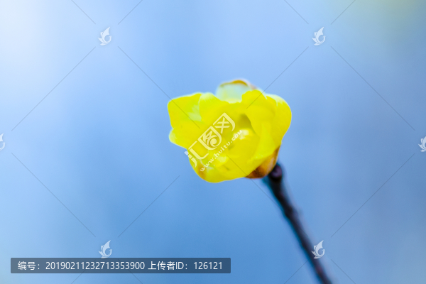 臘梅