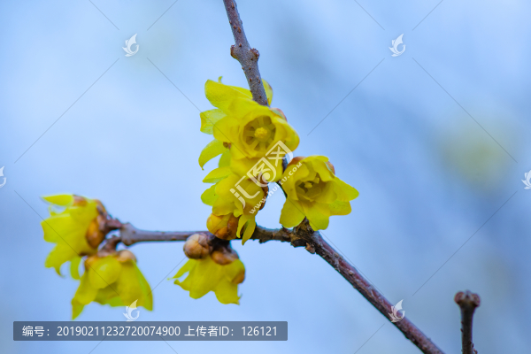 臘梅