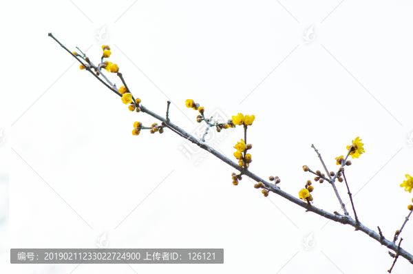 臘梅