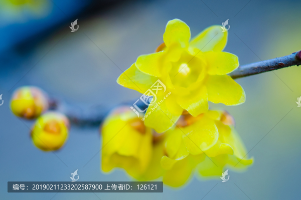 臘梅