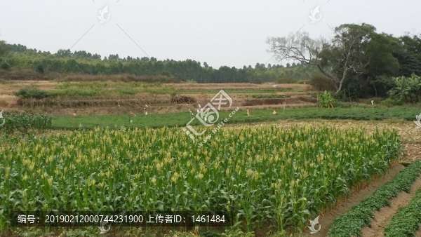 田野