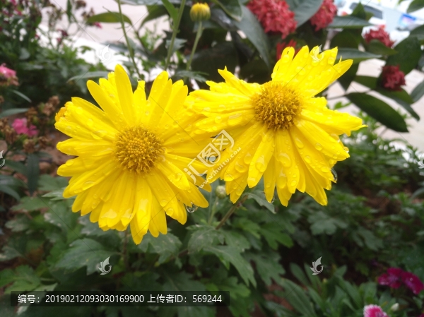 菊花