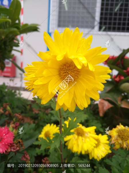 菊花