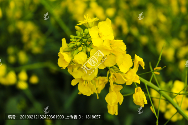 油菜花