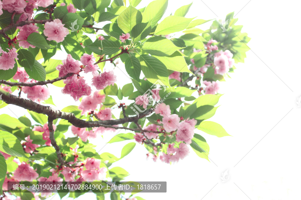 櫻花
