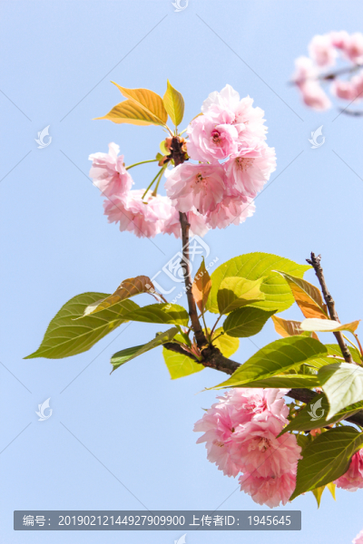 櫻花