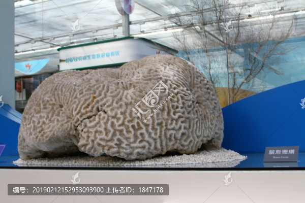 腦形珊瑚