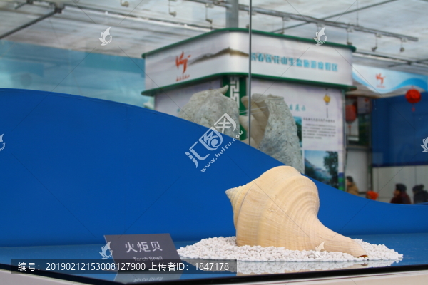 唐冠螺