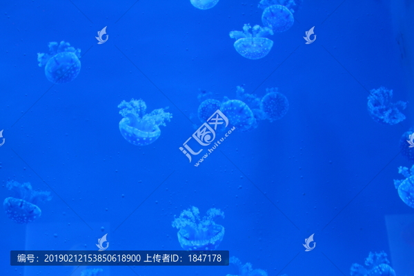 水母