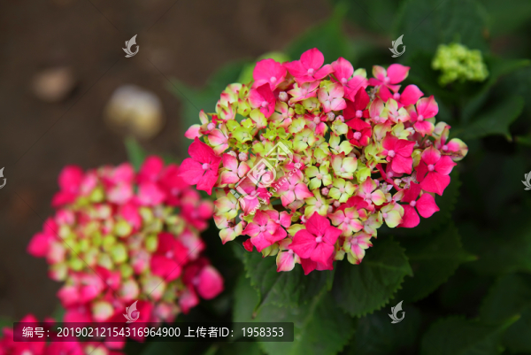 那些花兒