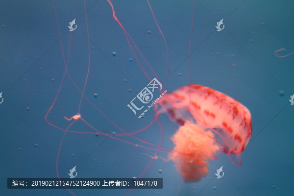 水母