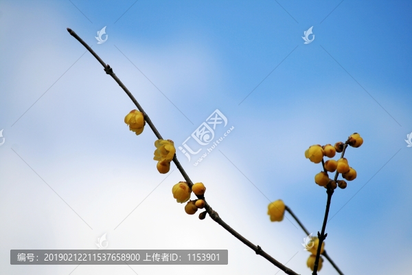 臘梅
