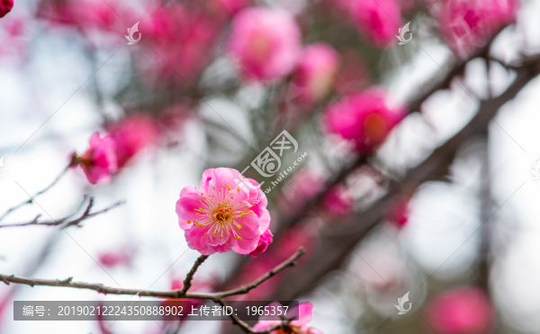 梅花