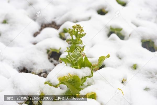 菜花
