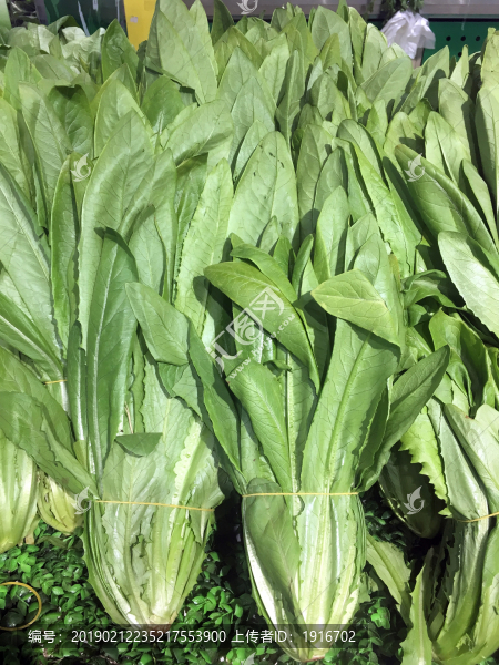 油麥菜
