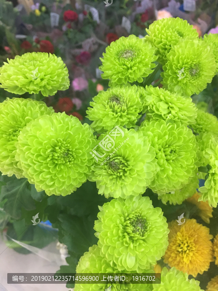 菊花