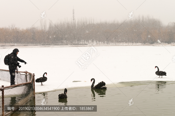 黑天鵝